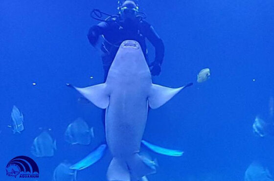 Aquarium