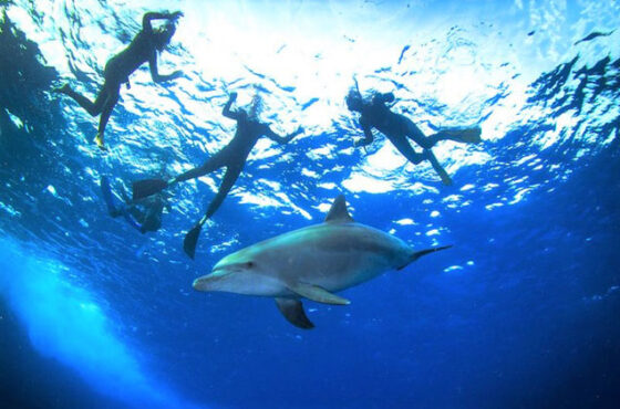 Dolphin House