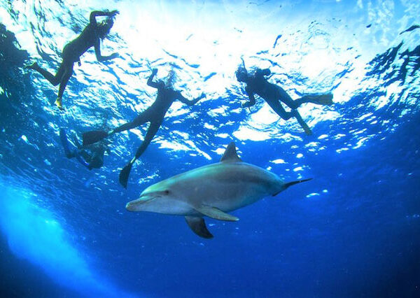 Dolphin House