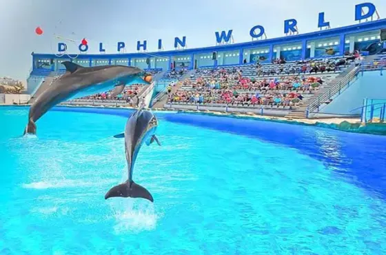 Dolphin show