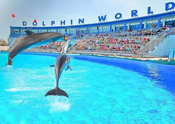 Dolphin show
