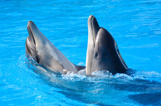 Photo Session with Dolphin