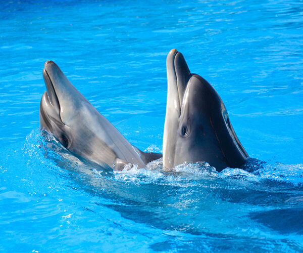 Photo Session with Dolphin