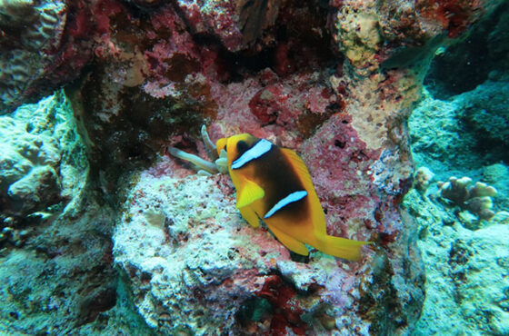 Sharm El Naga A Nature Reserve With Diving