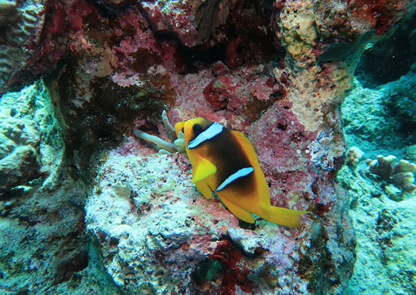 Sharm El Naga A Nature Reserve With Diving