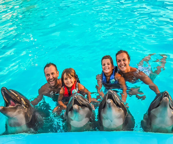Swimming + Photo session with Dolphins